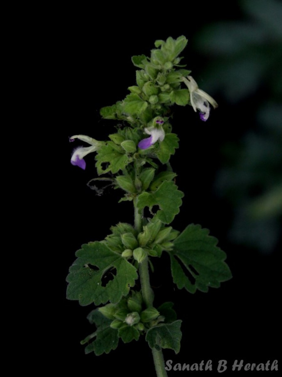 Anisomeles indica (L.) Kuntze